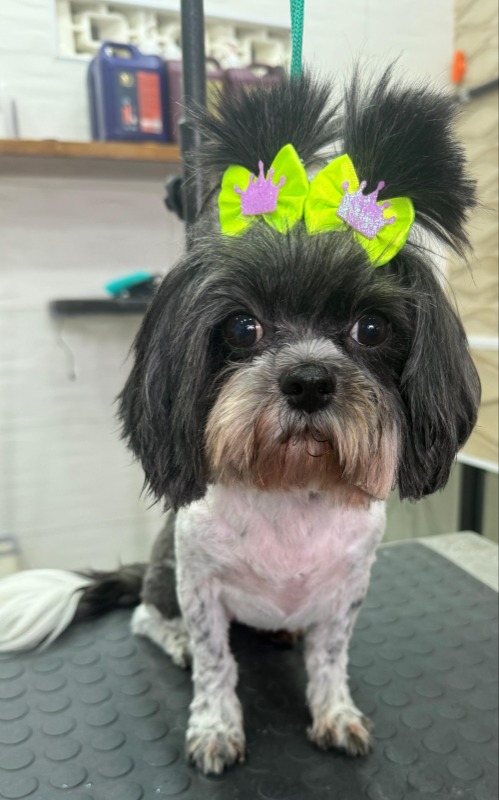 Imagem do WhatsApp de 2025-02-04 à(s) 22.41.14_e03b9d69.jpg