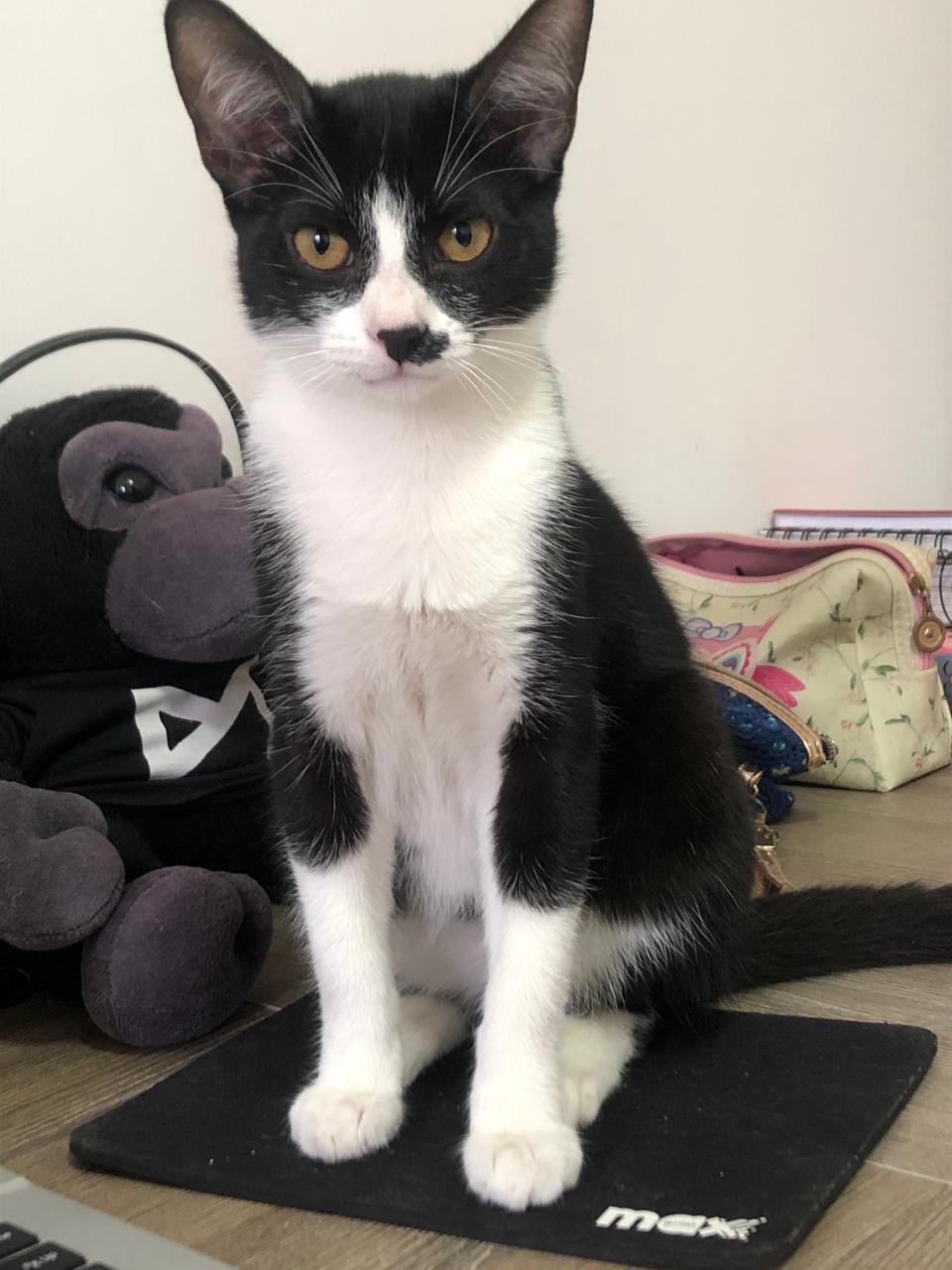 Imagem do WhatsApp de 2025-02-04 à(s) 22.51.05_ae3f3916.jpg