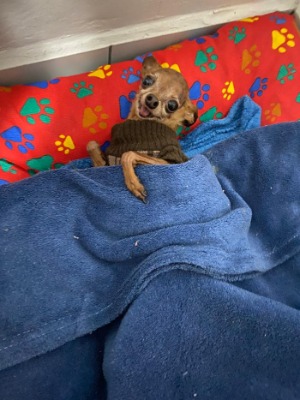 Imagem do WhatsApp de 2025-02-04 à(s) 22.43.57_29882fa6.jpg